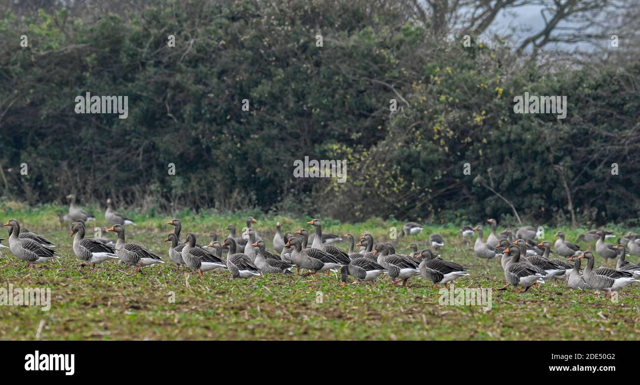 Flock von Graugänsen Anser anser auf Ackerland in North Norfolk, Großbritannien Stockfoto