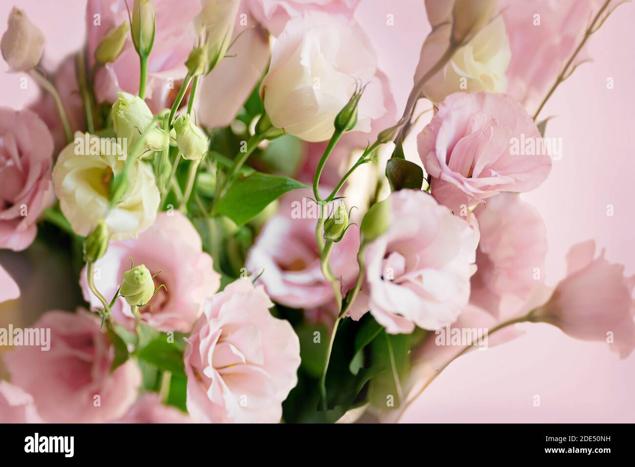 Schöner Bouquet von Eustoma weißen und rosa Blumen Bouquet, Close Up Lisianthus, Tulpe Enzian, eustomas. Isolate Banner Stockfoto