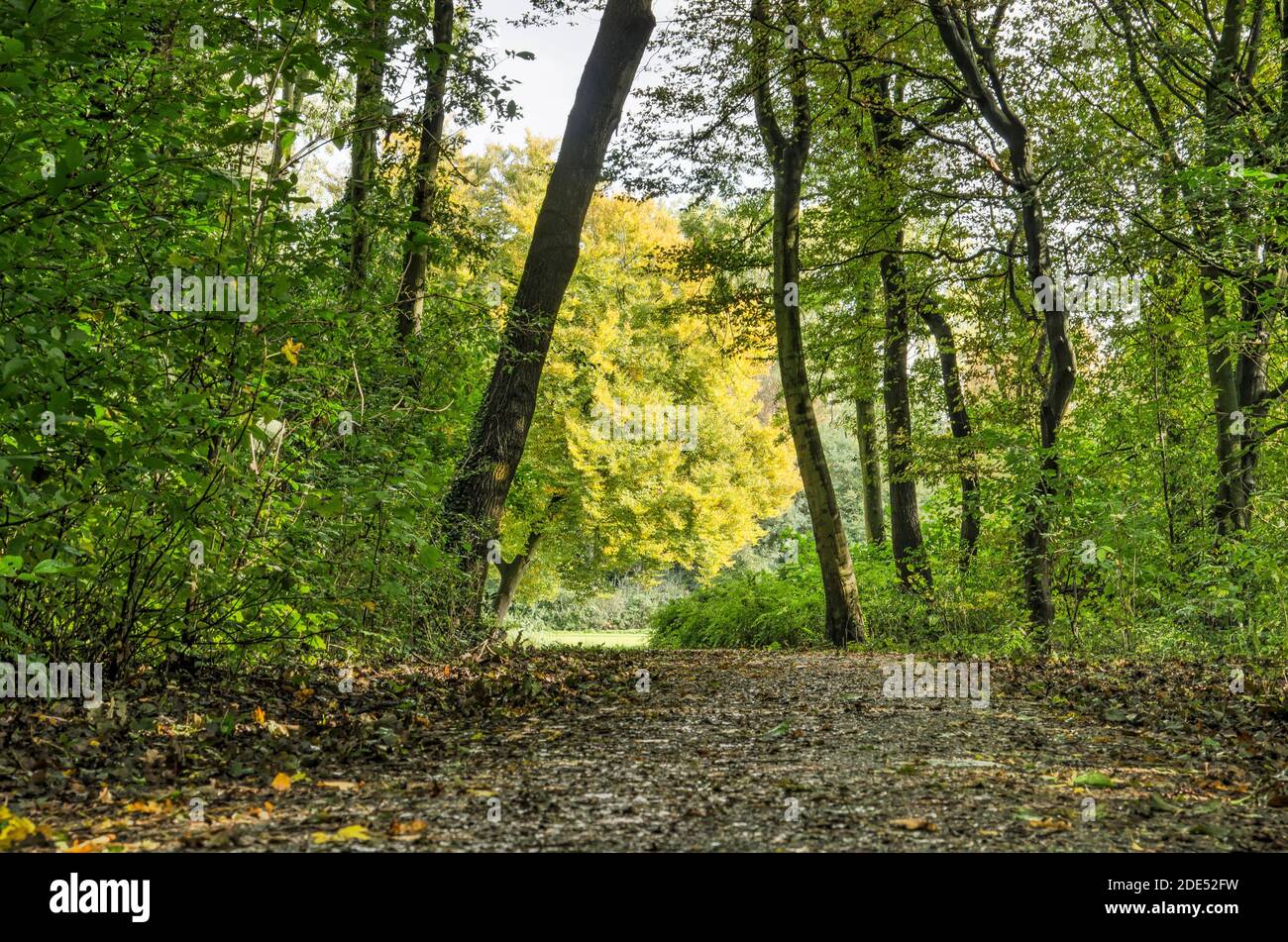 Fußweg durch einen etwas ungeschickten Abschnitt des Schiebroekse Parks in Rotterdam, Niederlande, führt zu einer sonnenbeschienenen Lichtung Stockfoto