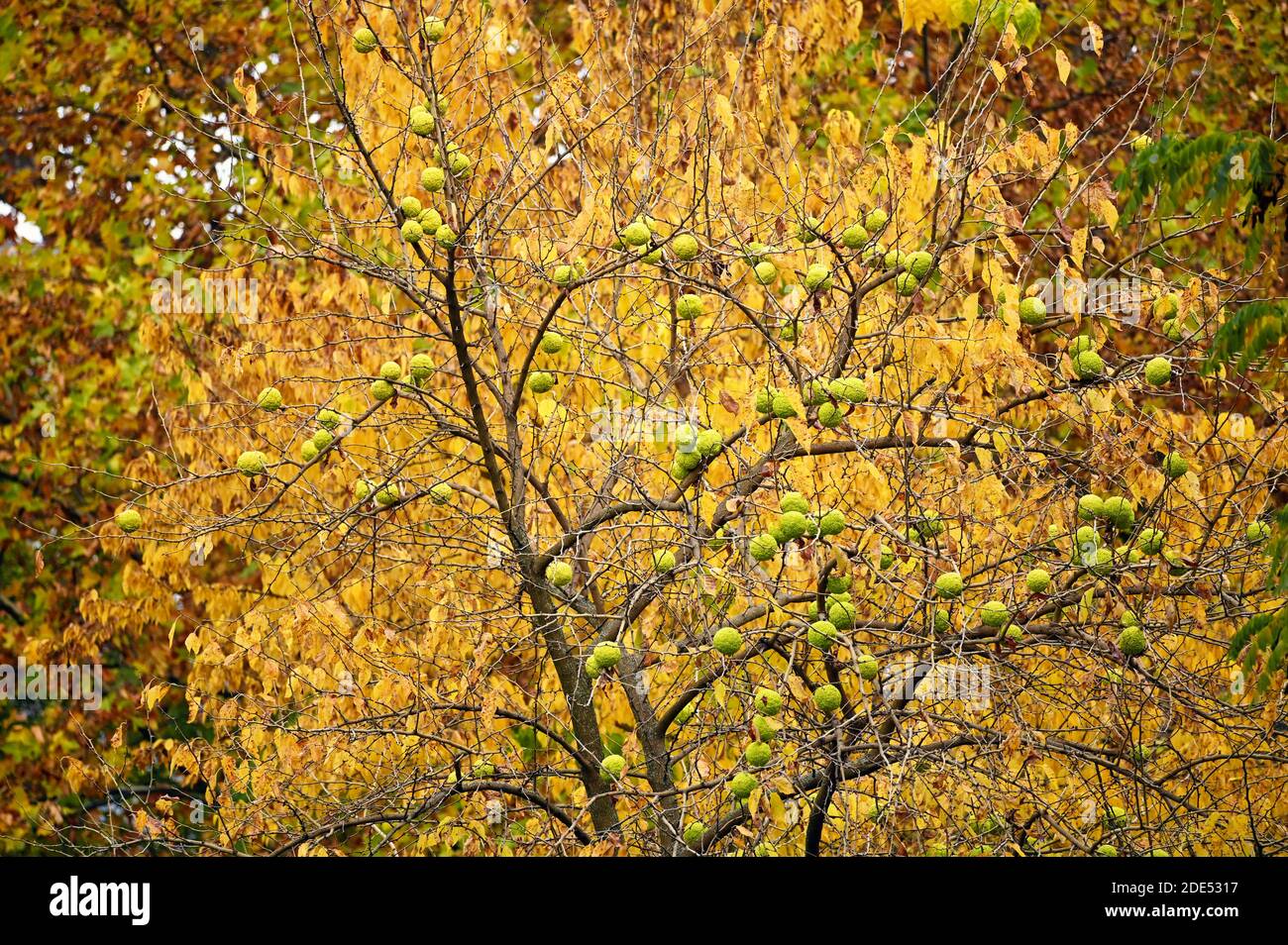 Maclura pomifera Baumkronen Herbstsaison Stockfoto