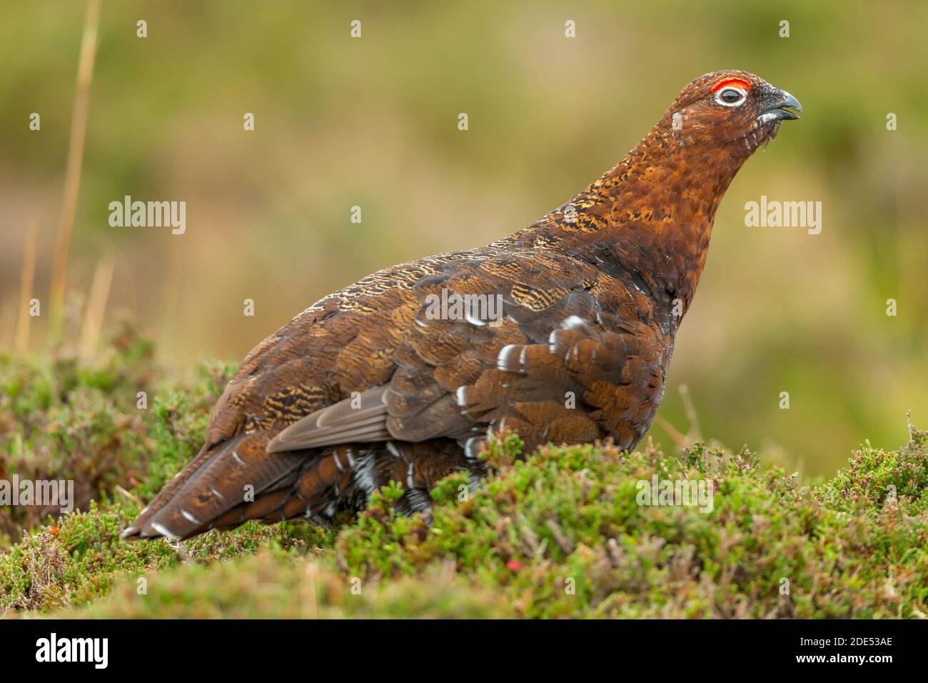 Rothuhn. Wissenschaftlicher Name: Lagopus Lagopus. Nahaufnahme eines männlichen Rothuhns mit roter Augenbraue und offenem Schnabel, mit Blick direkt in natürlichen Moorlandschaft Lebensraum Stockfoto