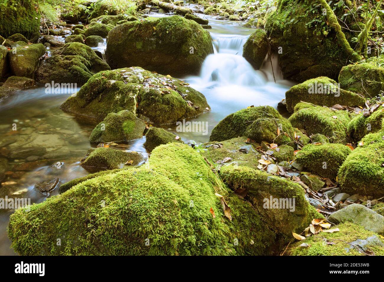 Detail des Bergbaches im Apuseni Naturpark Stockfoto