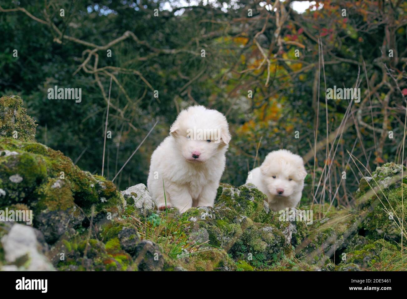 Zwei weiße Schäferhund Welpen sitzen und schauen mich in Eine ländliche Gegend des Ätna Park Wahrzeichen der Natur Siziliens (Der junge Hund auf dem Hintergrund ist verschwommen) Stockfoto