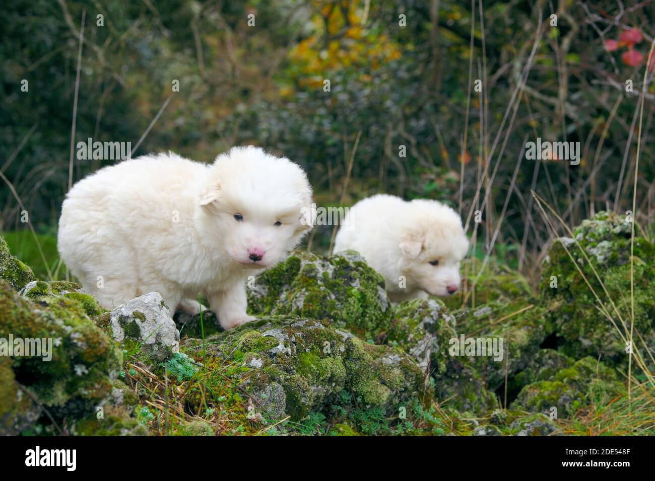 Zwei weiße Schäferhund Welpen sitzen und schauen mich in Eine ländliche Gegend des Ätna Park Wahrzeichen der Natur Siziliens (Der junge Hund auf dem Hintergrund ist verschwommen) Stockfoto