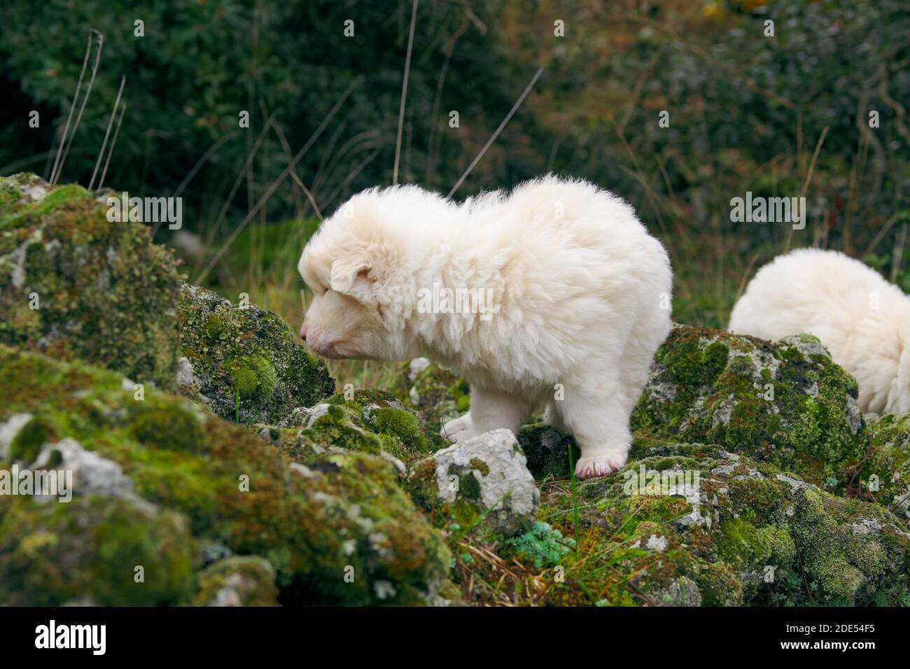 Zwei weiße Schäferhund Welpen sitzen und schauen mich in Eine ländliche Gegend des Ätna Park Wahrzeichen der Natur Siziliens (Der junge Hund auf dem Hintergrund ist verschwommen) Stockfoto