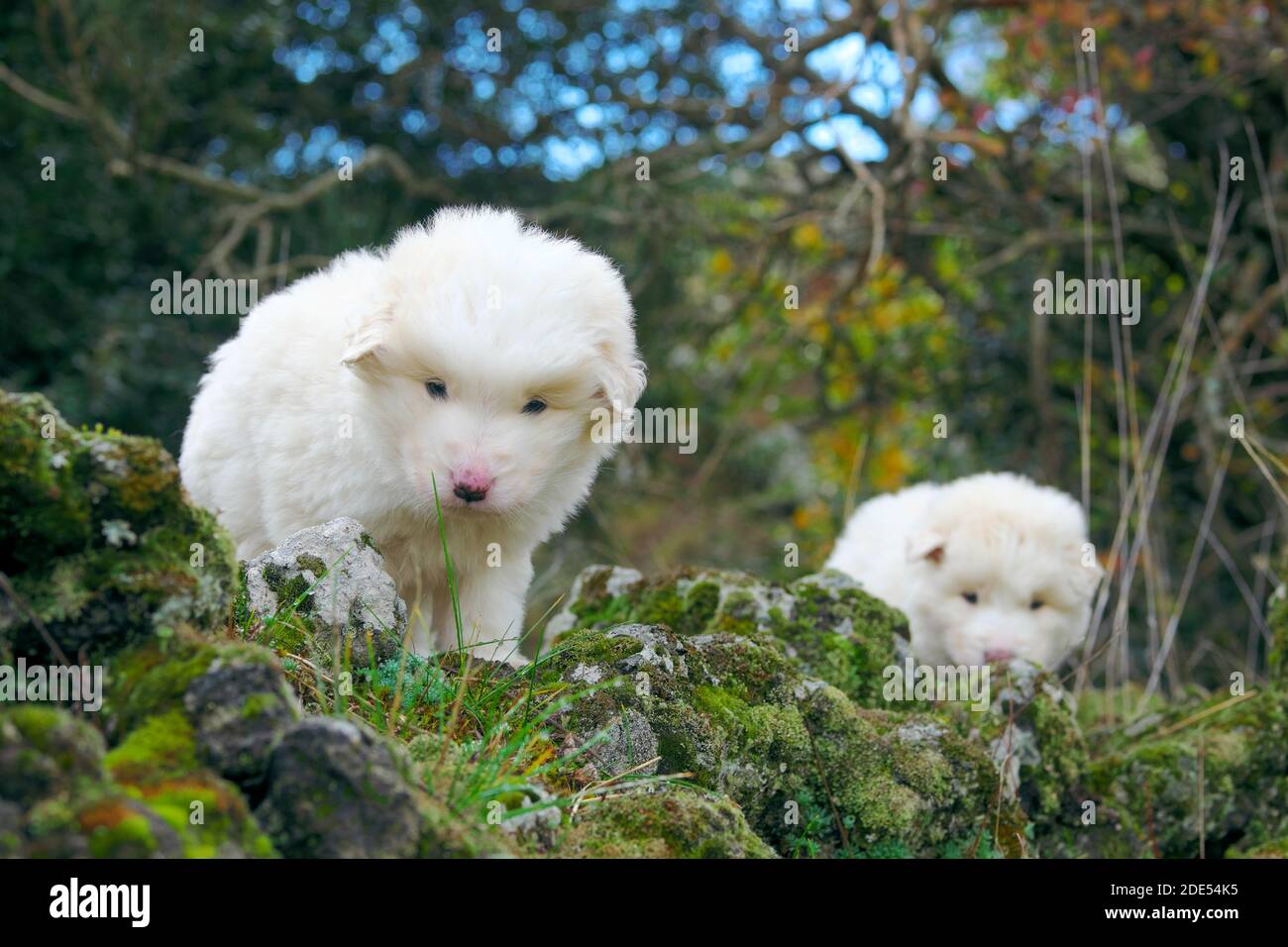 Zwei weiße Schäferhund Welpen sitzen und schauen mich in Eine ländliche Gegend des Ätna Park Wahrzeichen der Natur Siziliens (Der junge Hund auf dem Hintergrund ist verschwommen) Stockfoto