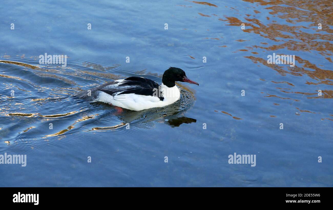 Nahaufnahme von schwimmenden Gänsehaut Stockfoto