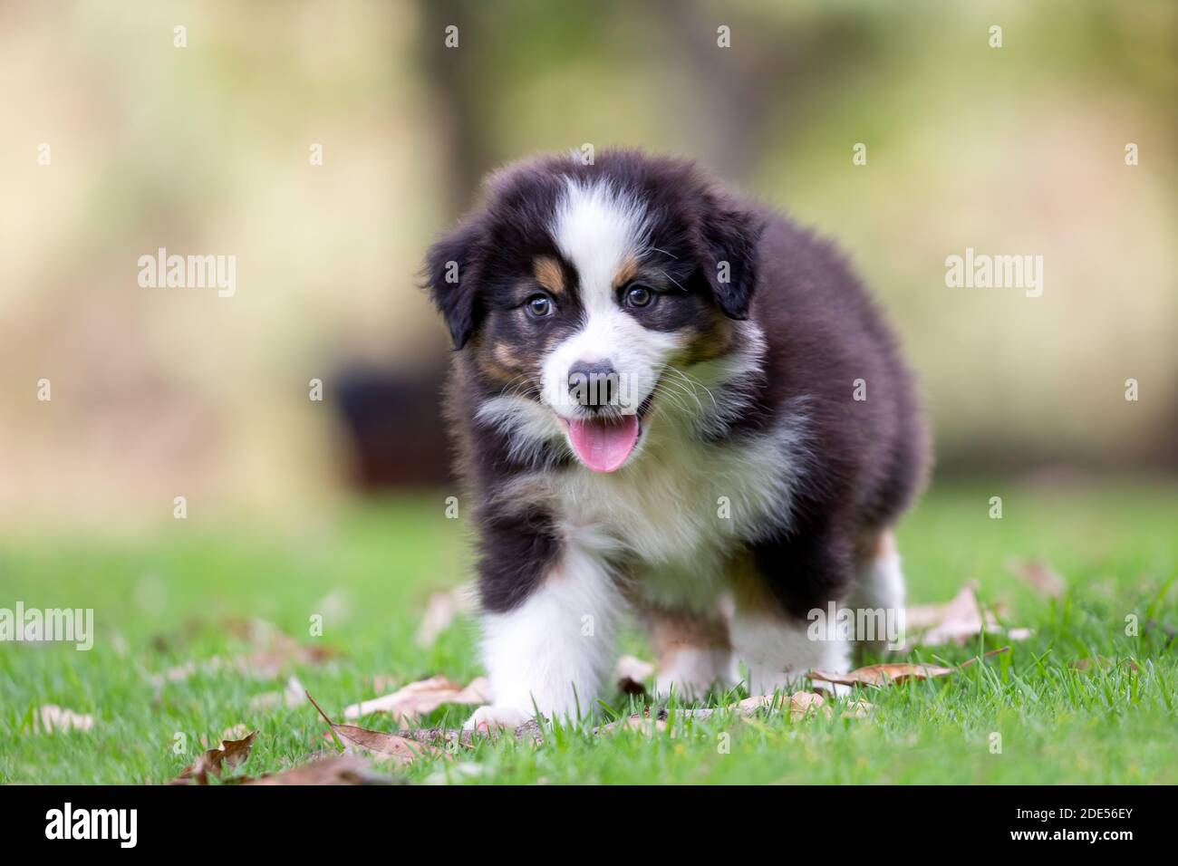 Tricolor Australian Schäferhund Welpen auf grünem Gras. Stockfoto