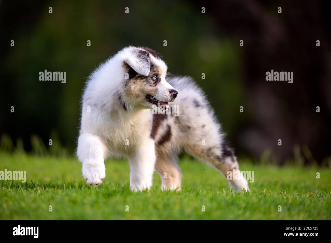 Blue Merle tricolor Australian Shepherd Welpen auf grünem Gras. Stockfoto