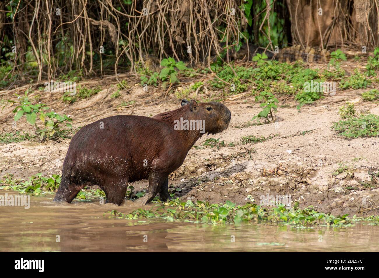 Ein einsames Capybara, das größte Nagetier der Welt, schwimmt zu einem Ufer des Mutum River (Rio Mutum) in der weltweit größten Feuchtgebiete des Pantanal Stockfoto