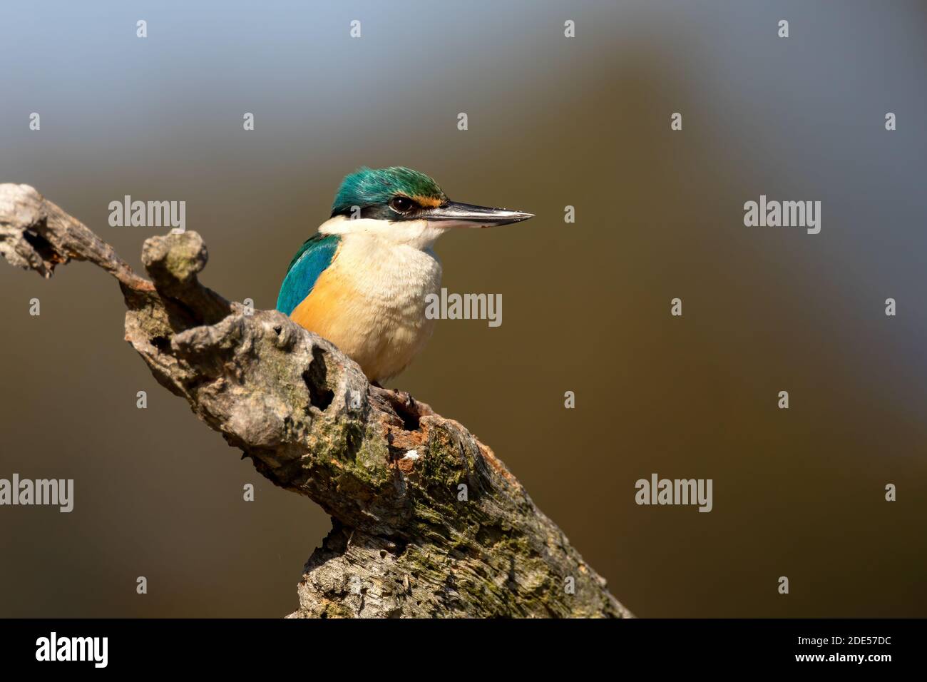 Sacred Kingfisher (Todiramphos sanctus) thront auf einem Zweig in der Sonne mit einem sauberen Hintergrund. Stockfoto