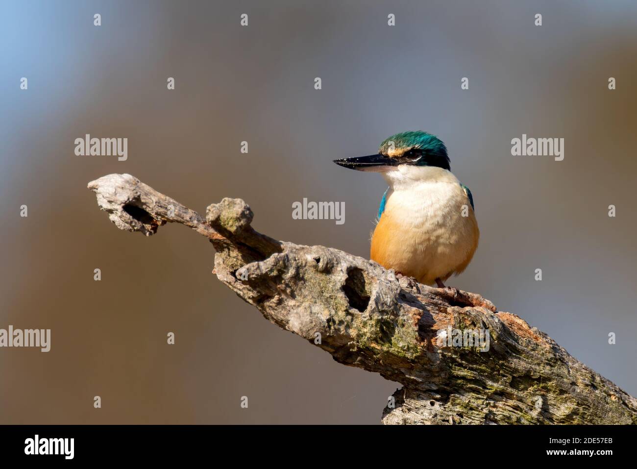 Sacred Kingfisher (Todiramphos sanctus) thront auf einem Zweig in der Sonne mit einem sauberen Hintergrund. Stockfoto