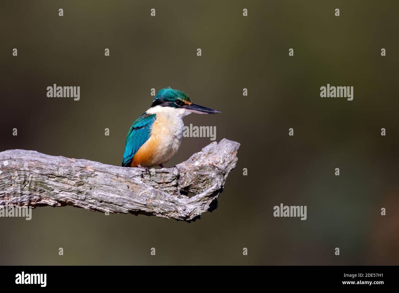 Sacred Kingfisher (Todiramphos sanctus) thront auf einem Zweig in der Sonne mit einem sauberen Hintergrund. Stockfoto