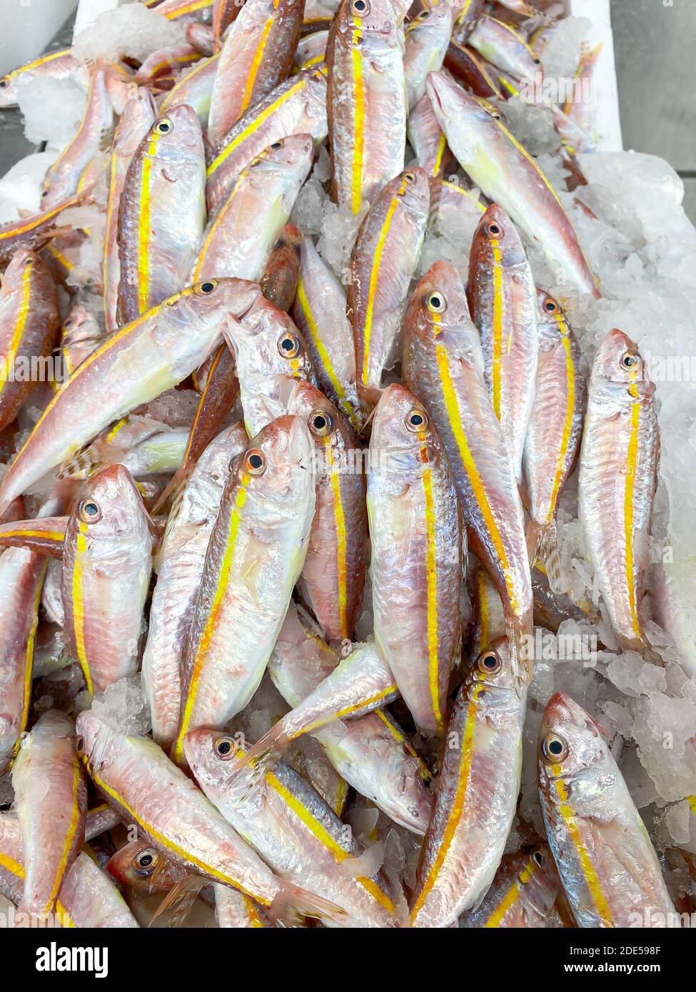 Der frische Fang des mediterranen Fisches in den Kisten auf dem Straßenmarkt. Rote Meerbarsche auf dem Markt. Stockfoto