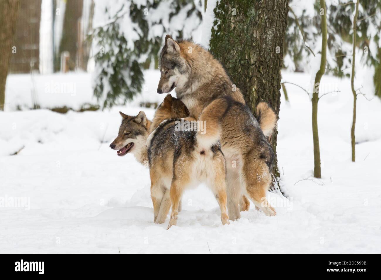 Europäer Wölfe springen spielerisch auf einander in einer schneebedeckten Winterlandschaft Stockfoto