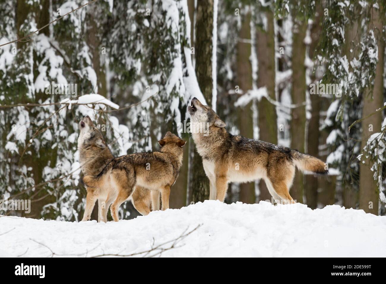 Heulende europäische Wölfe Canis lupus lupus in einem schneebedeckten Winter Wald Stockfoto