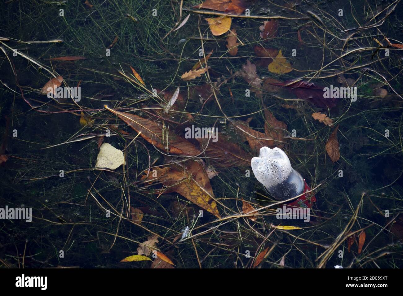 Verschmutzung des Flusses mit Plastikflasche aus einem alkoholfreien Getränk und mit organischen Abfällen wie alten trockenen Baumblättern und Baumzweigen. Umwelt Thema concer Stockfoto