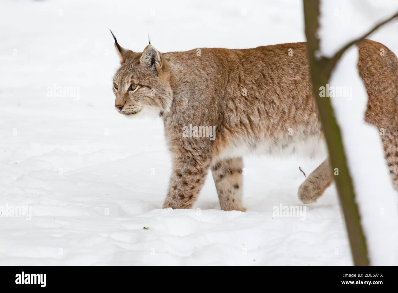 Die eurasische Luchs Lynx Luchs findet ihren Weg im schneebedeckten Winter Querformat Stockfoto