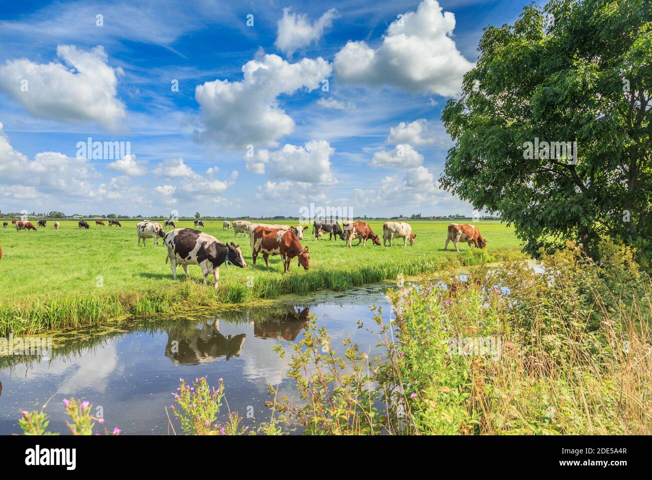 Holländischer Polder und Wiesenlandschaft im Sommer mit saftig Grünes Gras und weidende schwarze und braune weiße Kühe dagegen Ein Horizont mit Hecken und weit Stockfoto