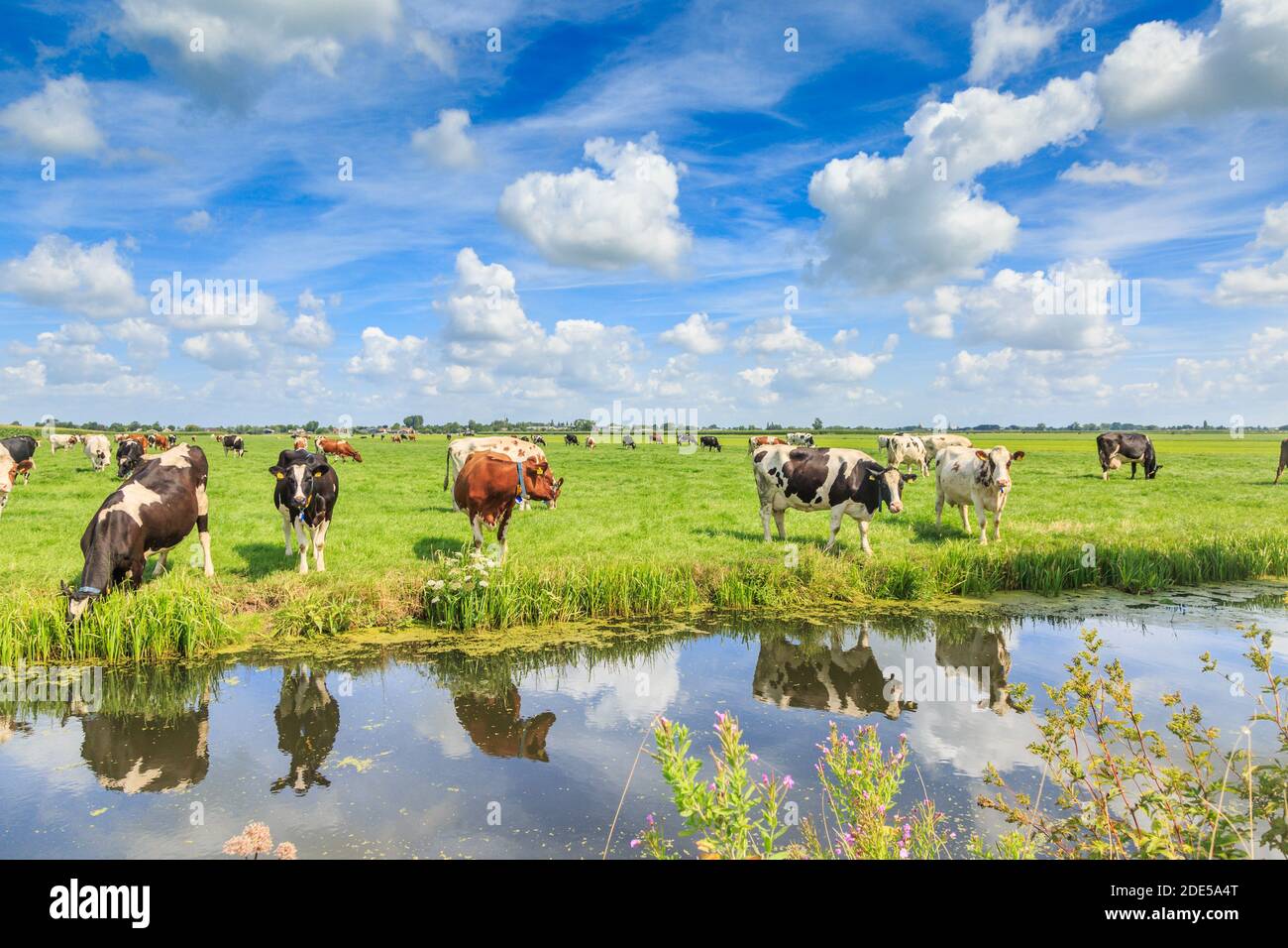 Holländischer Polder und Wiesenlandschaft im Sommer mit saftig Grünes Gras und weidende schwarze und braune weiße Kühe dagegen Ein Horizont mit Hecken und weit Stockfoto