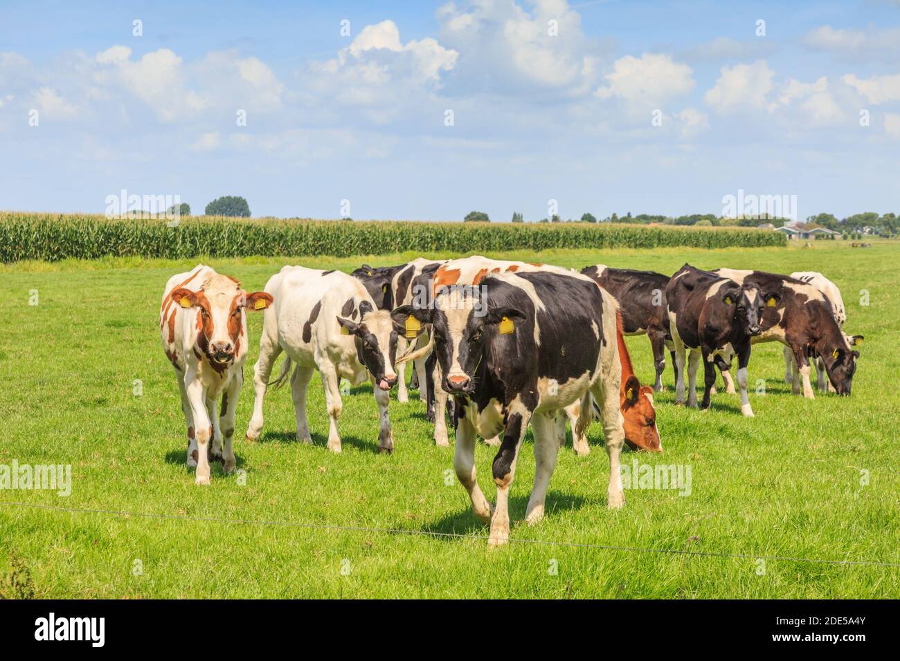 Holländischer Polder und Wiesenlandschaft im Sommer mit saftig Grünes Gras und weidende schwarze und braune weiße Kühe dagegen Ein Horizont mit Hecken Stockfoto