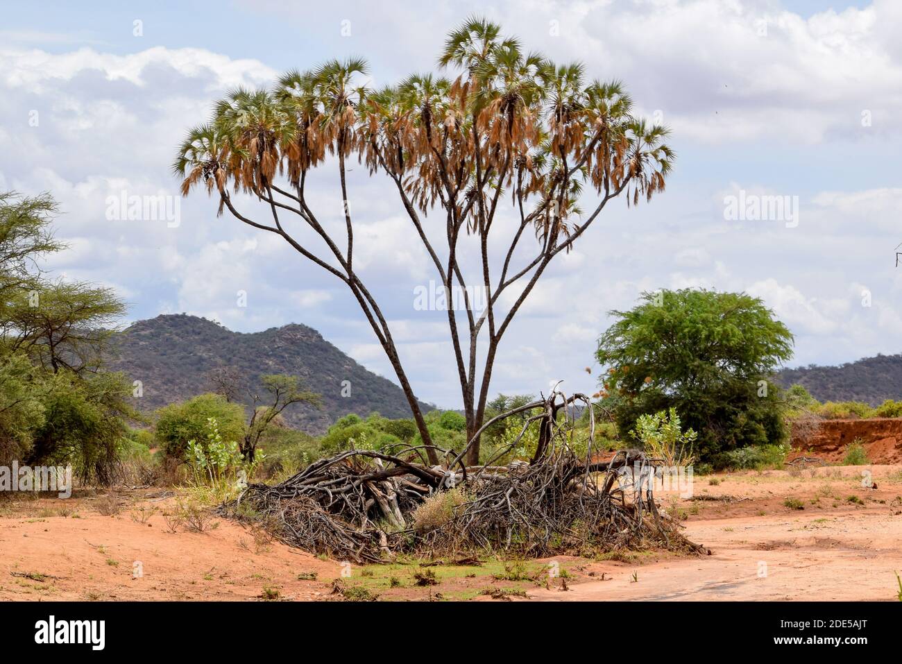 Landschaftlich reizvolle, trockene Landschaften im Samburu National Reserve, Kenia Stockfoto