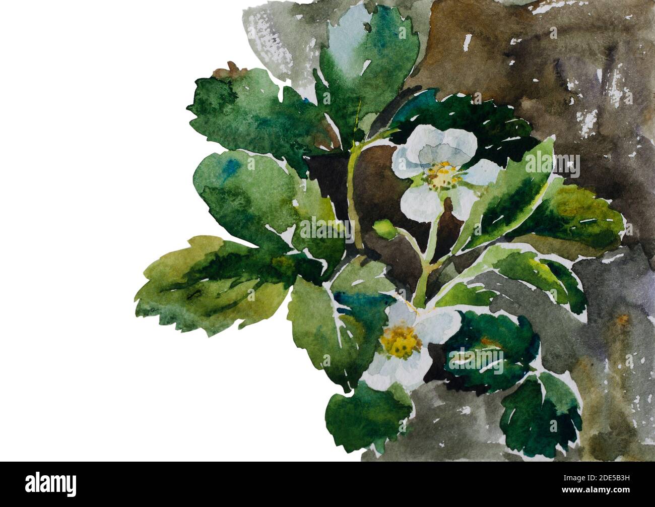 botanik Illustration Erdbeerpflanzen auf Blumenbeet blühenden Original Aquarell Malerei Stockfoto