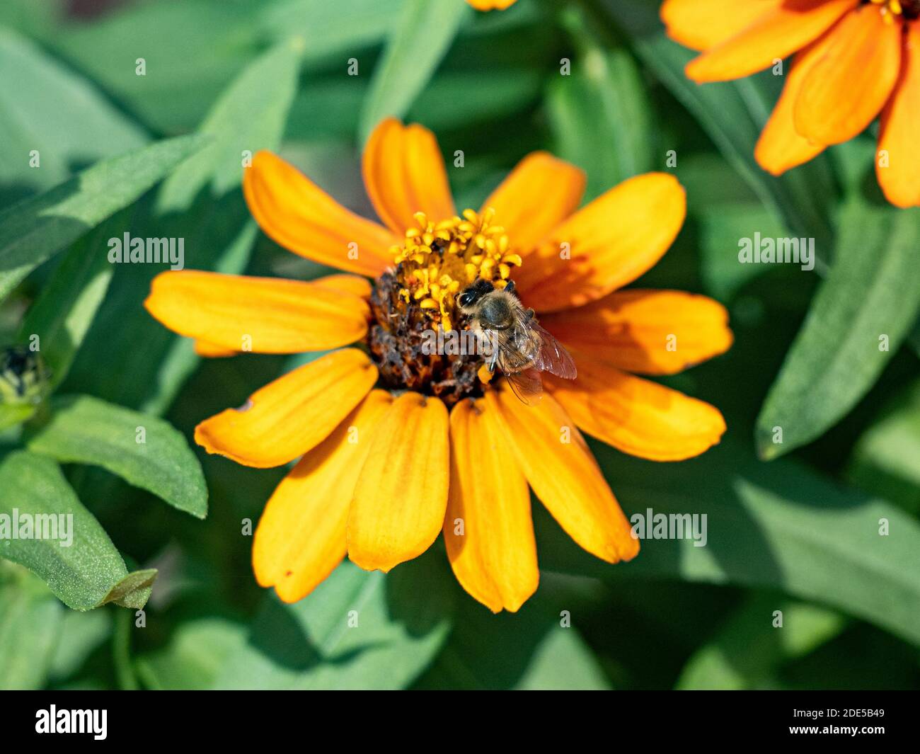 Eine japanische Honigbiene, APIs cerana japonica, ernährt sich von einer Blume im Sankeien Garden, Yokohama, Japan. Stockfoto