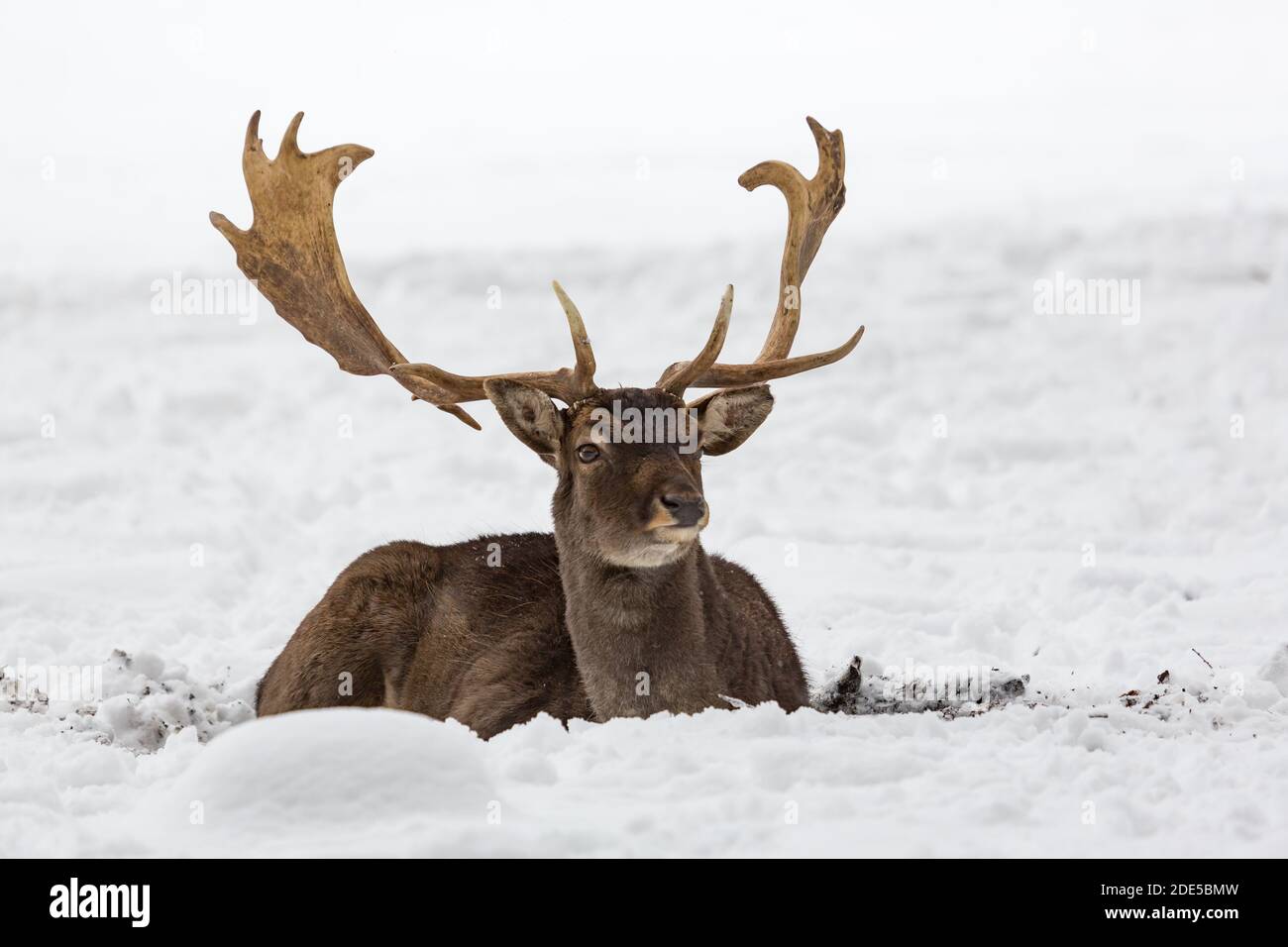 Männliche Damhirsche Buck Dama dama ruht im schneebedeckten Winter Querformat Stockfoto