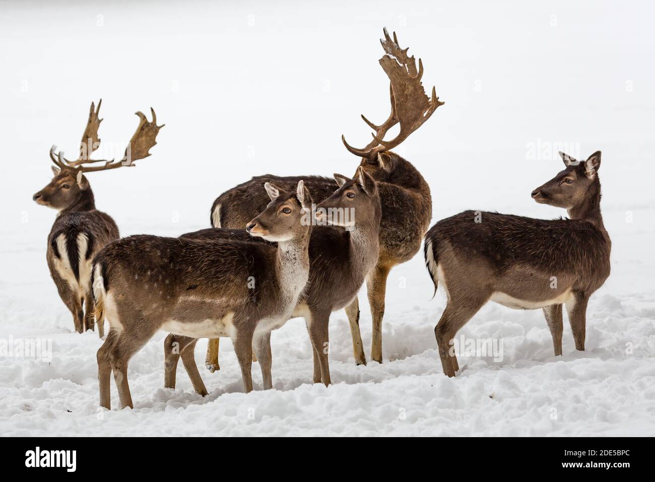 Gruppe von Damwild drehen sich dort Köpfe im schneebedeckten Winter Querformat Stockfoto