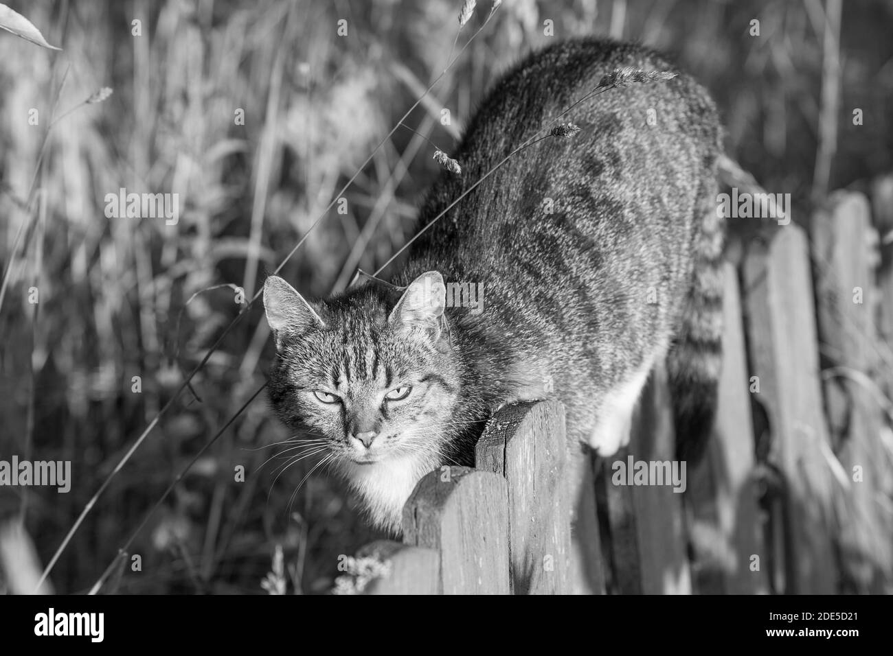 Eine Katze, die auf einem Zaun läuft, Sommer goldenes Stundenlicht, polnisches Land, pure Freude und Natur, echter Kontakt mit Tieren während der Ferien. Stockfoto