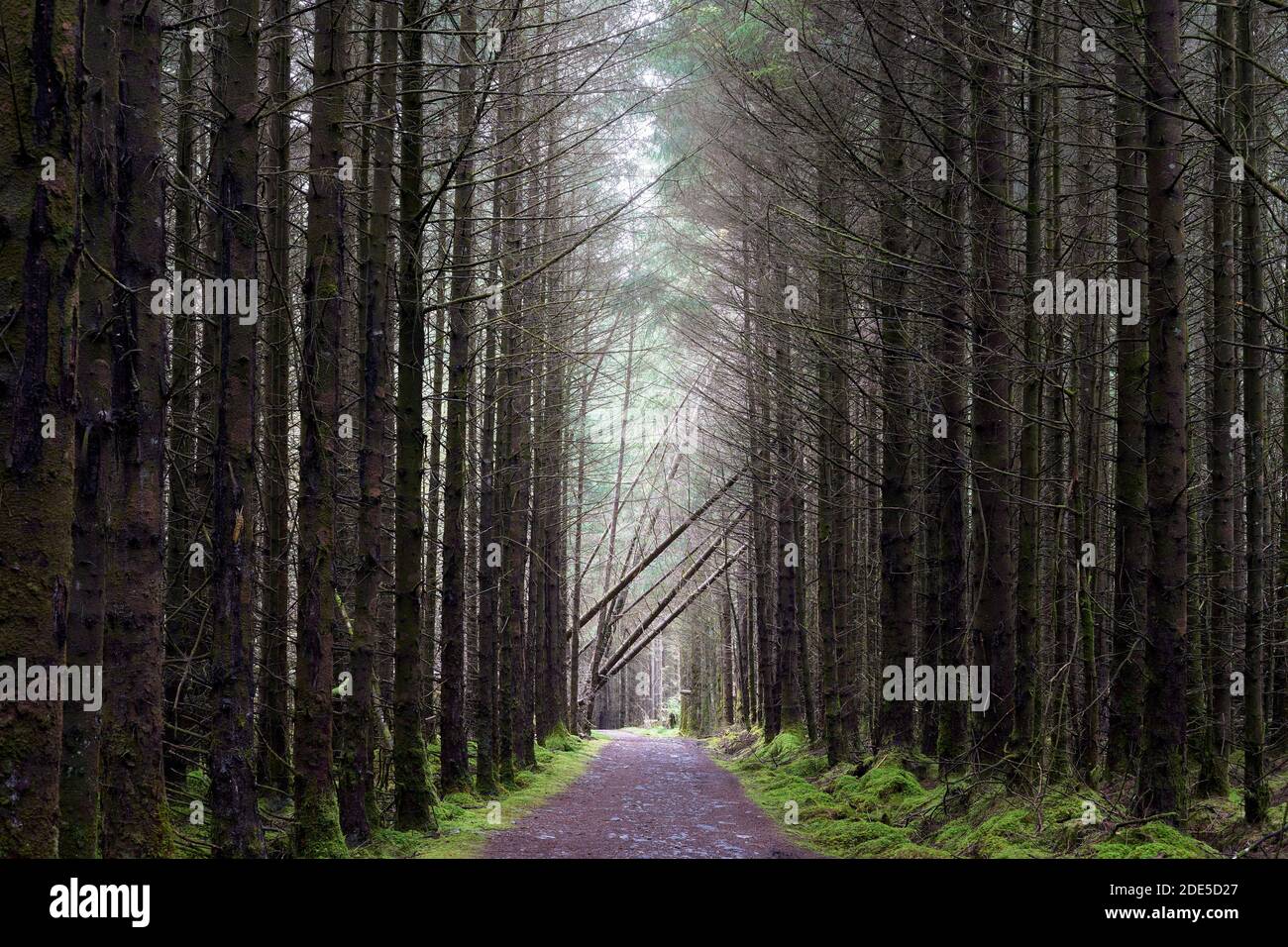 Strecke durch Forstplantage, in der Nähe von Kentra, Ardnamurchan, Lochaber, Highland, Schottland Stockfoto