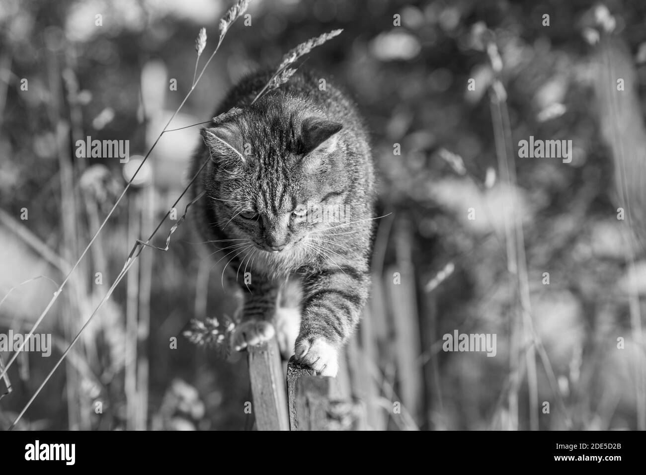 Eine Katze, die auf einem Zaun läuft, Sommer goldenes Stundenlicht, polnisches Land, pure Freude und Natur, echter Kontakt mit Tieren während der Ferien. Stockfoto