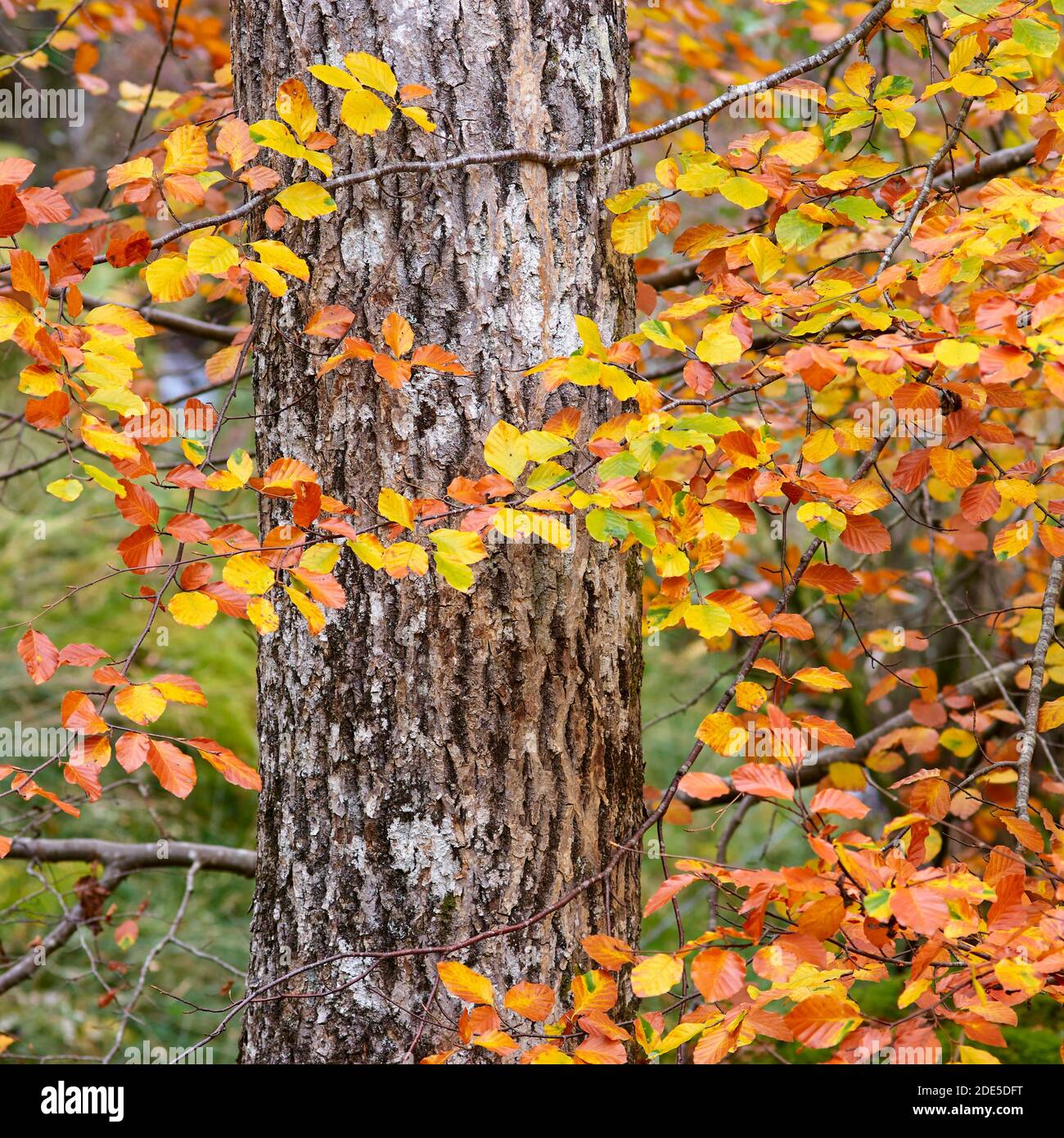 Stamm und Blätter einer Buche in Herbstfarben, Glen Lyon, Perth und Kinross, Schottland. Stockfoto