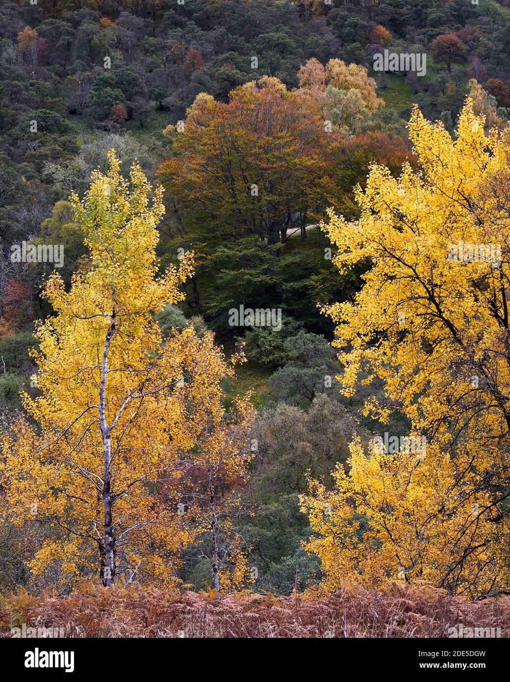 Silberne Birken in Herbstfarben, Glen Lyon, Perth und Kinross, Schottland. Stockfoto