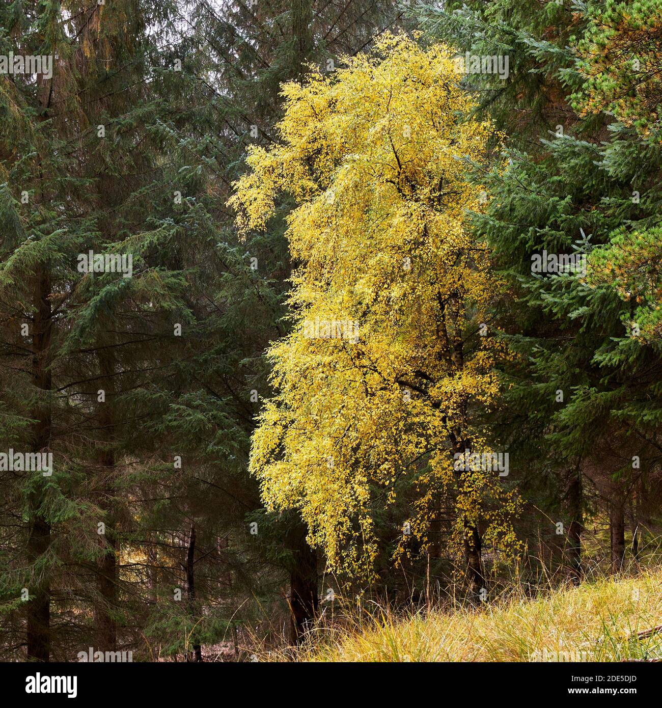 Silberbirke am Rande einer Forstplantage, Glen Lyon, Perth und Kinross, Schottland. Stockfoto