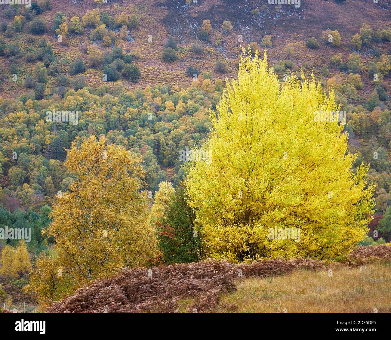 Kleine Gruppe von Aspen, Populus tremula, in Glen Lyon, Perth und Kinross, Schottland. Stockfoto