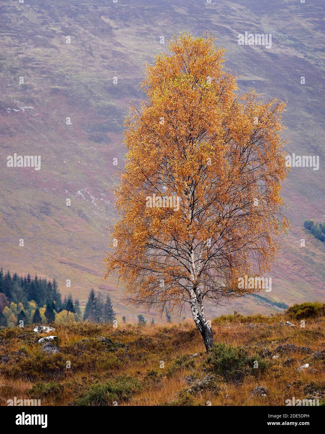 Silberbirke in Herbstfarben, Glen Lyon, Perth und Kinross, Schottland. Stockfoto