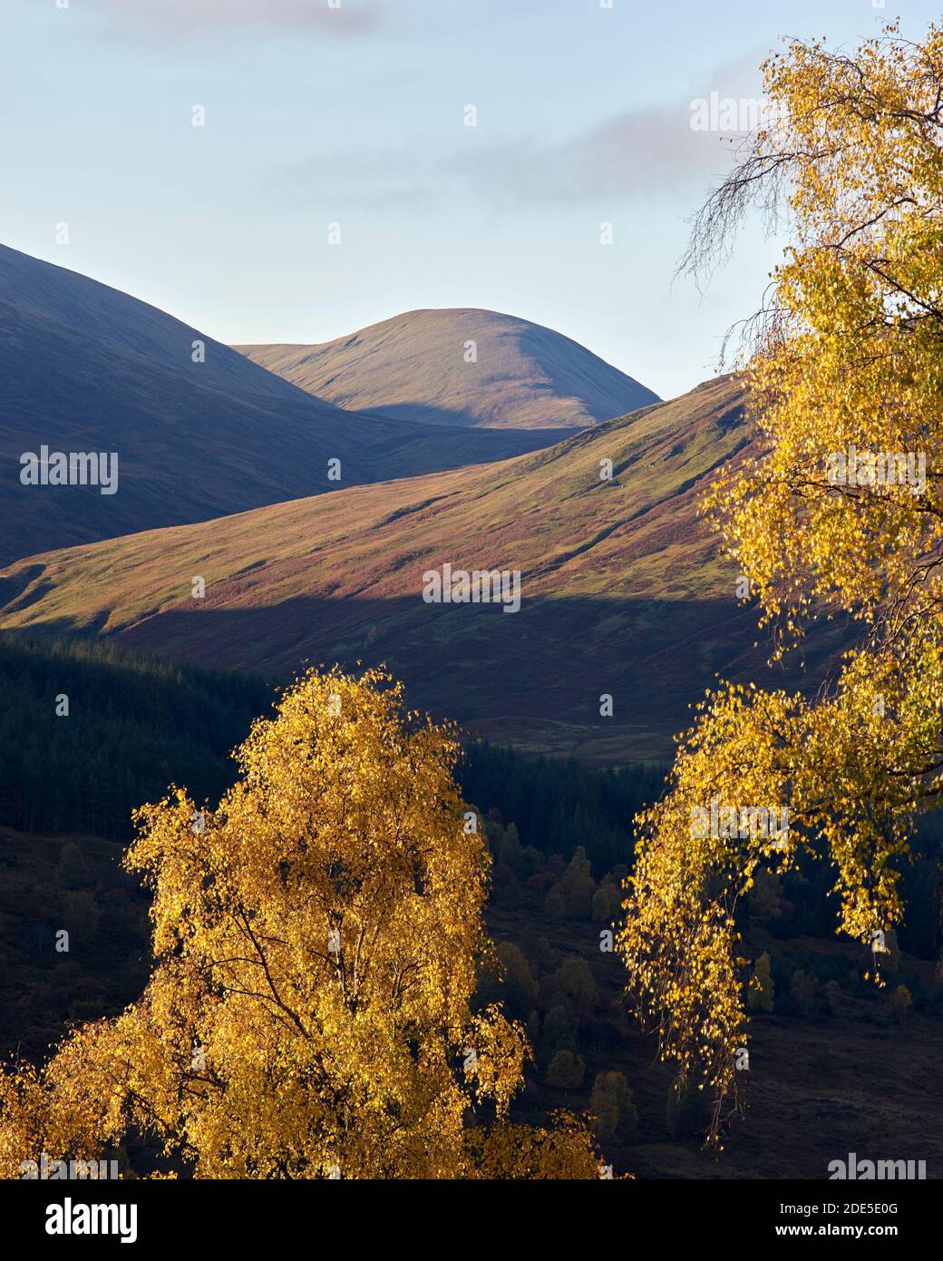 Berge über Glen Lyon mit Silberbirkenbäumen in Herbstfarben, Perth und Kinross, Schottland. Stockfoto