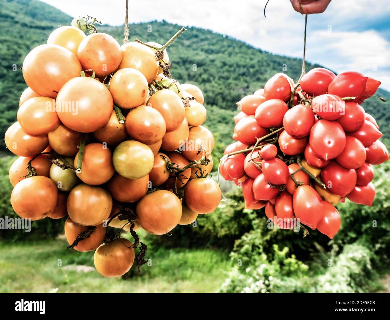 Zwei Arten von gelben und roten Tomaten, in Clustern organisiert, aus der Nähe im Freien im Grün der Natur aufgenommen Stockfoto