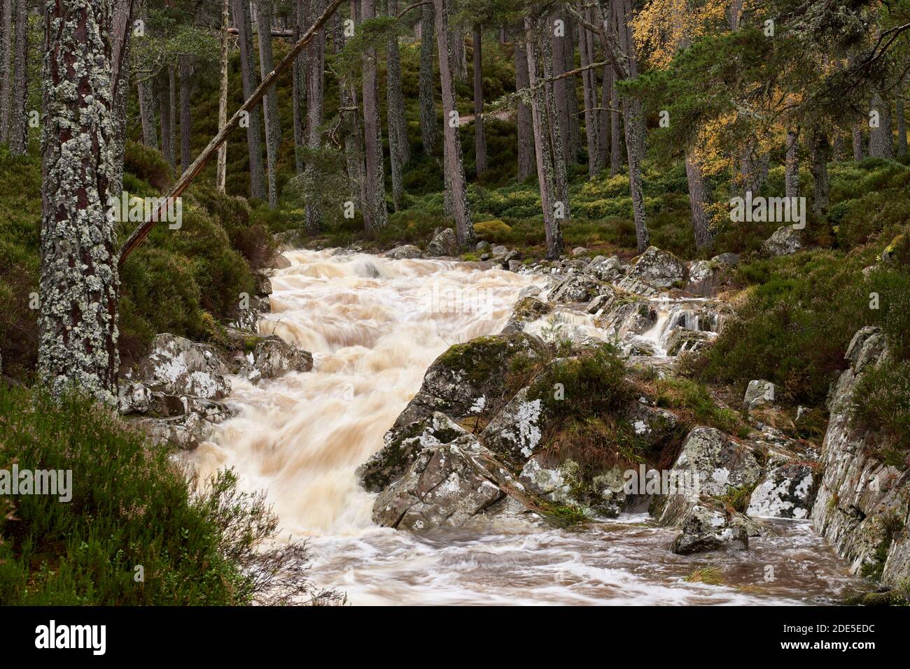 Die Garbh Allt Falls in Spate, Ballochbuie Forest, in der Nähe von Braemar, Deeside, Aberdeenshire, Schottland. Cairngorms National Park. Stockfoto