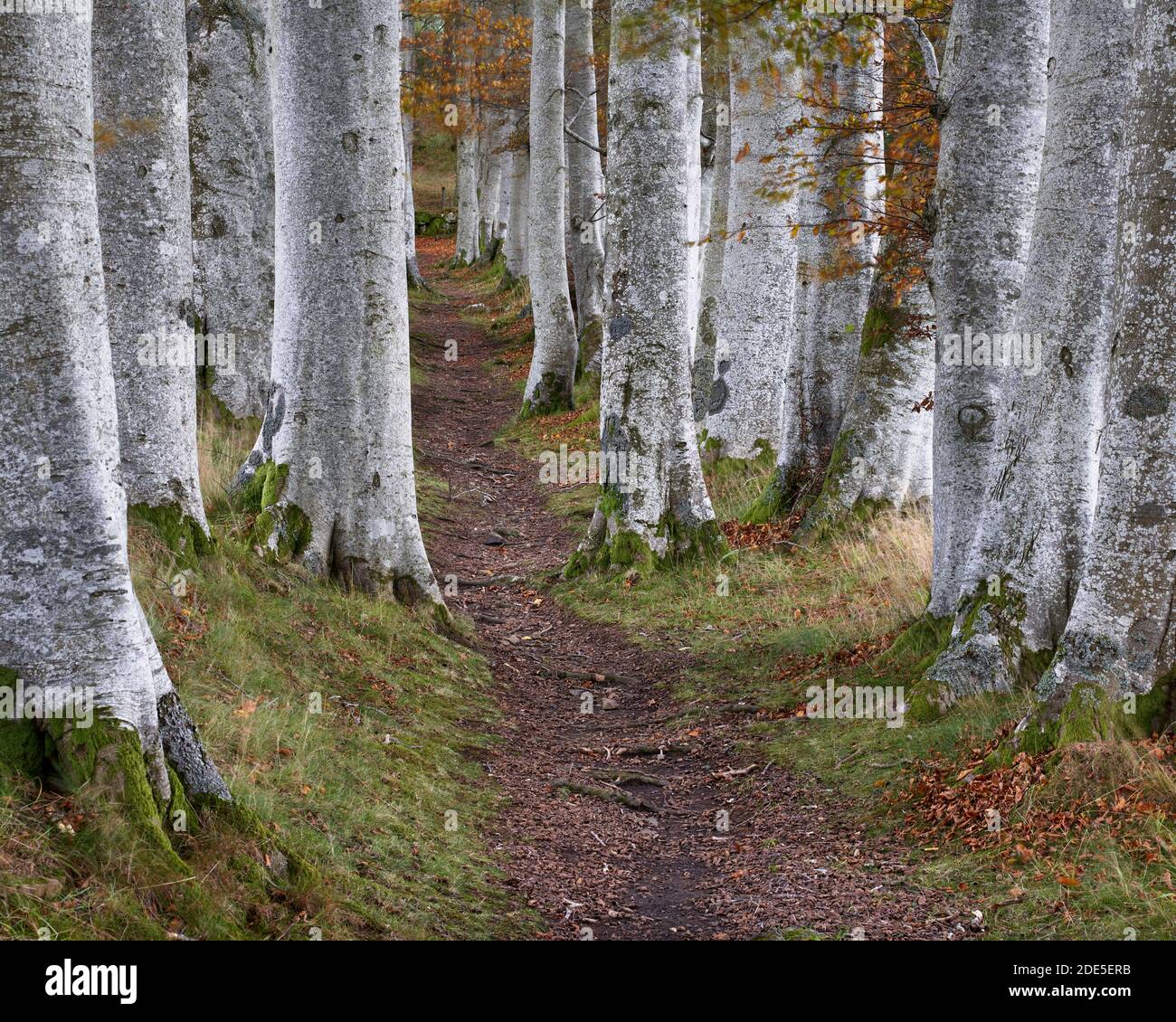 Buche und Pfad, in der Nähe von Tarland, Aberdeenshire, Schottland. Bekannt als die "doppelten Buchen" sind diese Bäume ungewöhnliche Schutzgürtel. Stockfoto