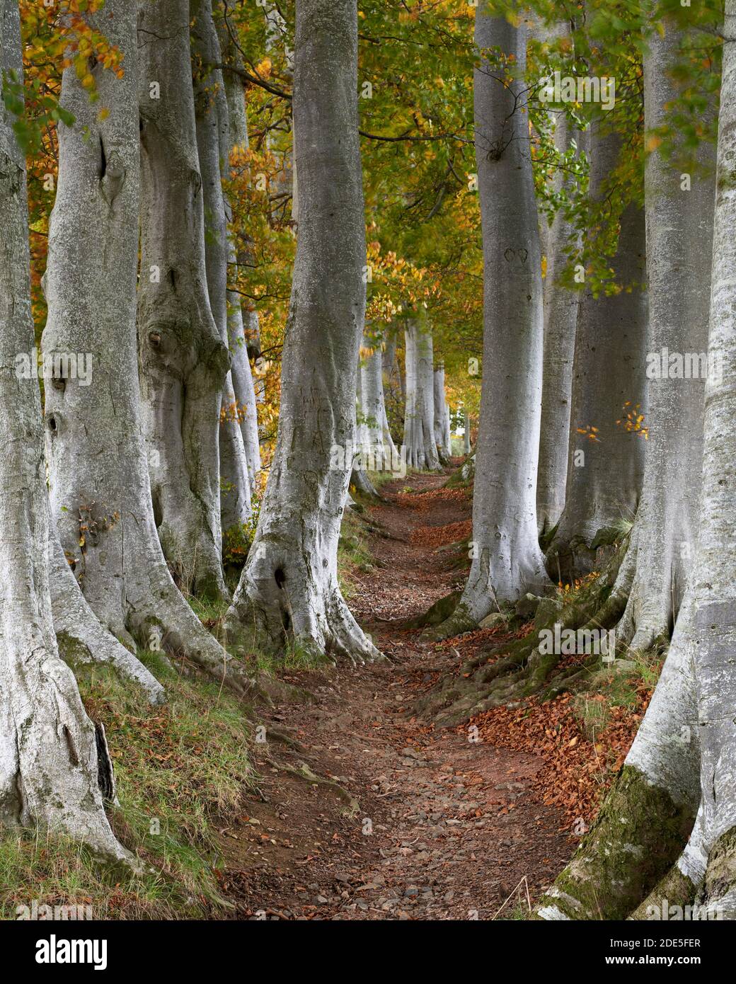 Buche und Pfad, in der Nähe von Tarland, Aberdeenshire, Schottland. Bekannt als die "doppelten Buchen" sind diese Bäume ungewöhnliche Schutzgürtel. Stockfoto