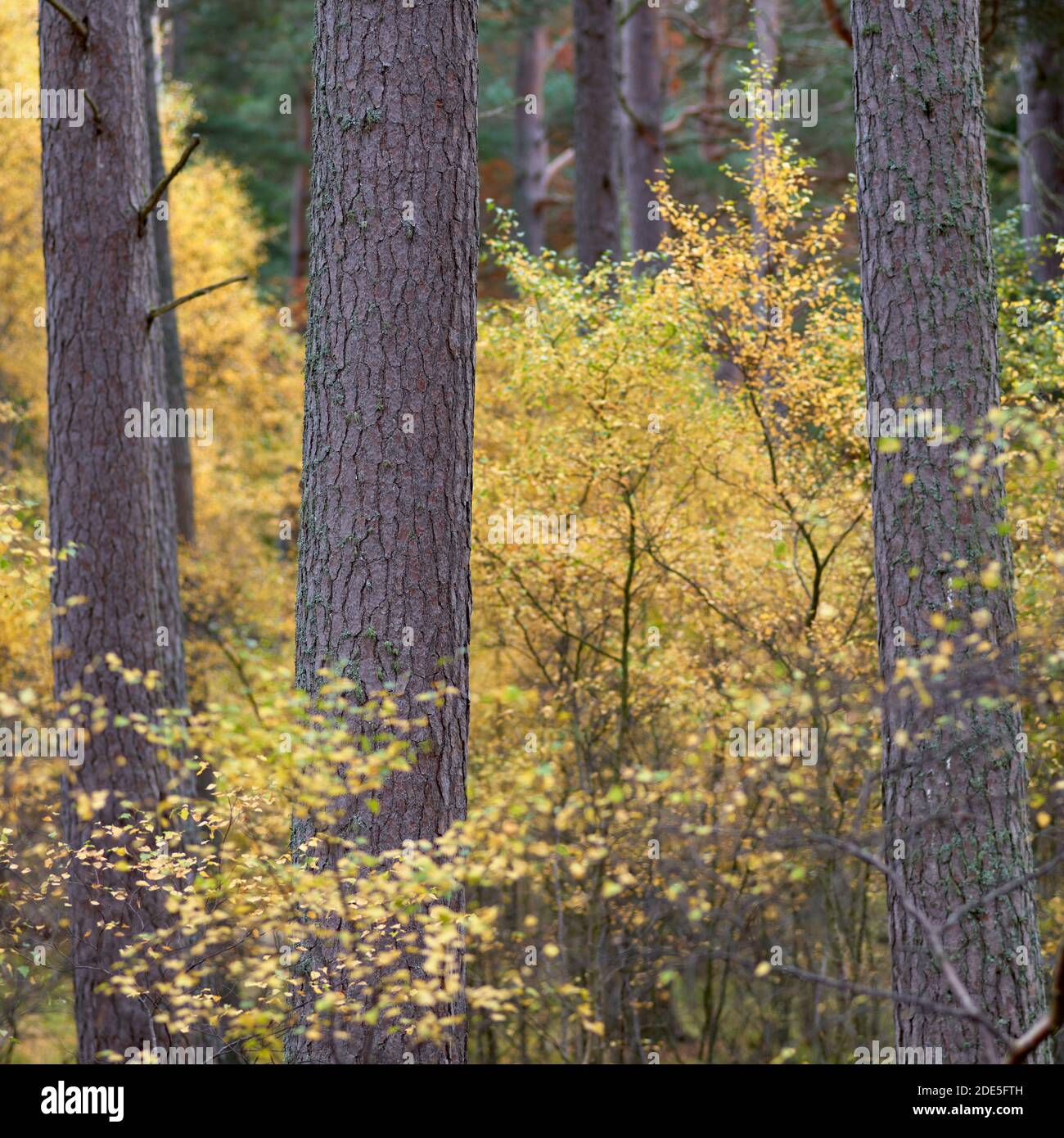 Silberne Birken in Herbstfarben und Kiefernstämme, in der Nähe von Dinnett, Aberdeenshire, Schottland. Stockfoto