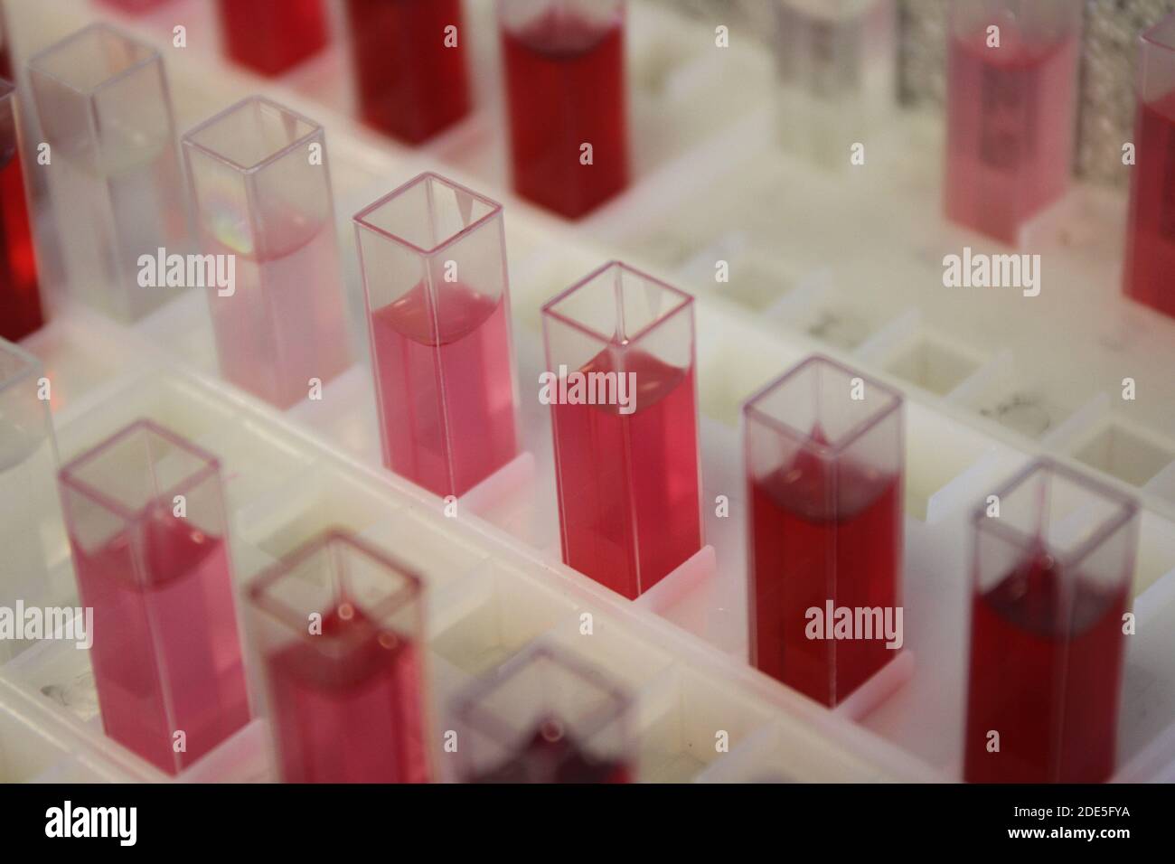 Küvetten in Haltern, die Proben von roter Flüssigkeit in einem Labor enthalten, bereit für Tests in einem Colorimeter. Stockfoto