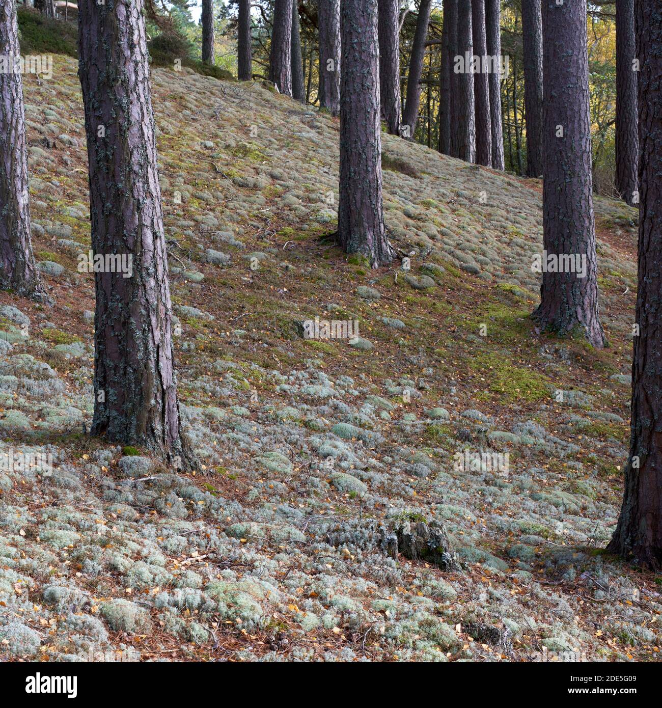 Flechten bedeckter Waldboden und Kiefernstämme, in der Nähe von Dinnet, Aberdeenshire, Schottland. Stockfoto