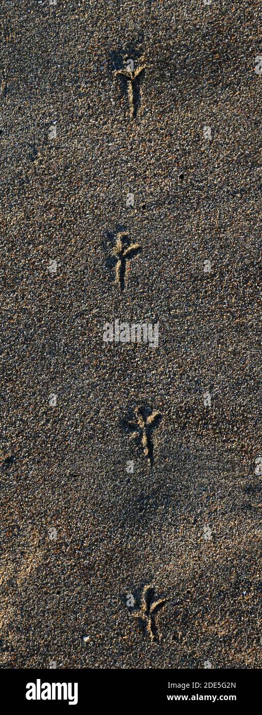Hinterlassen Sie eine Markierung, auch wenn Sie klein sind! Vogelfußabdruck auf nassem Sand mit Schatten. Stockfoto