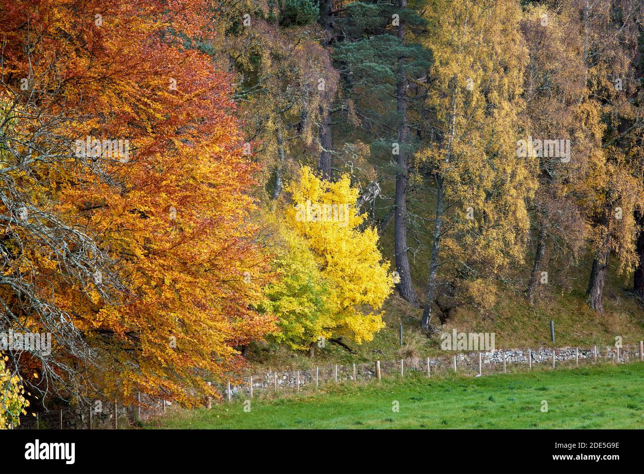 Holz von gemischten Laubbäumen in Herbstfarben, Strathdon, Aberdeenshire, Schottland. Aspen, Buche und Silberbirke. Stockfoto