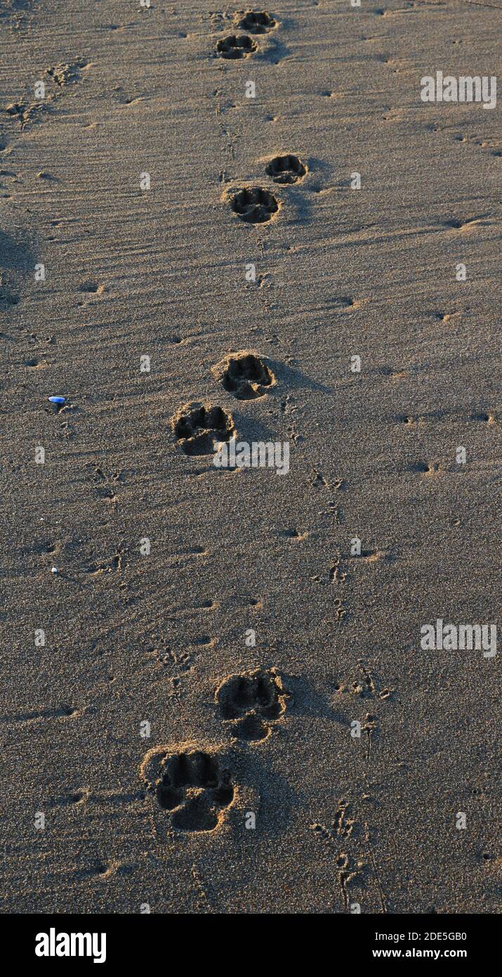 Welpen Fußabdruck und Vogel Fußabdruck Seite an Seite auf nassem Sand. Stockfoto