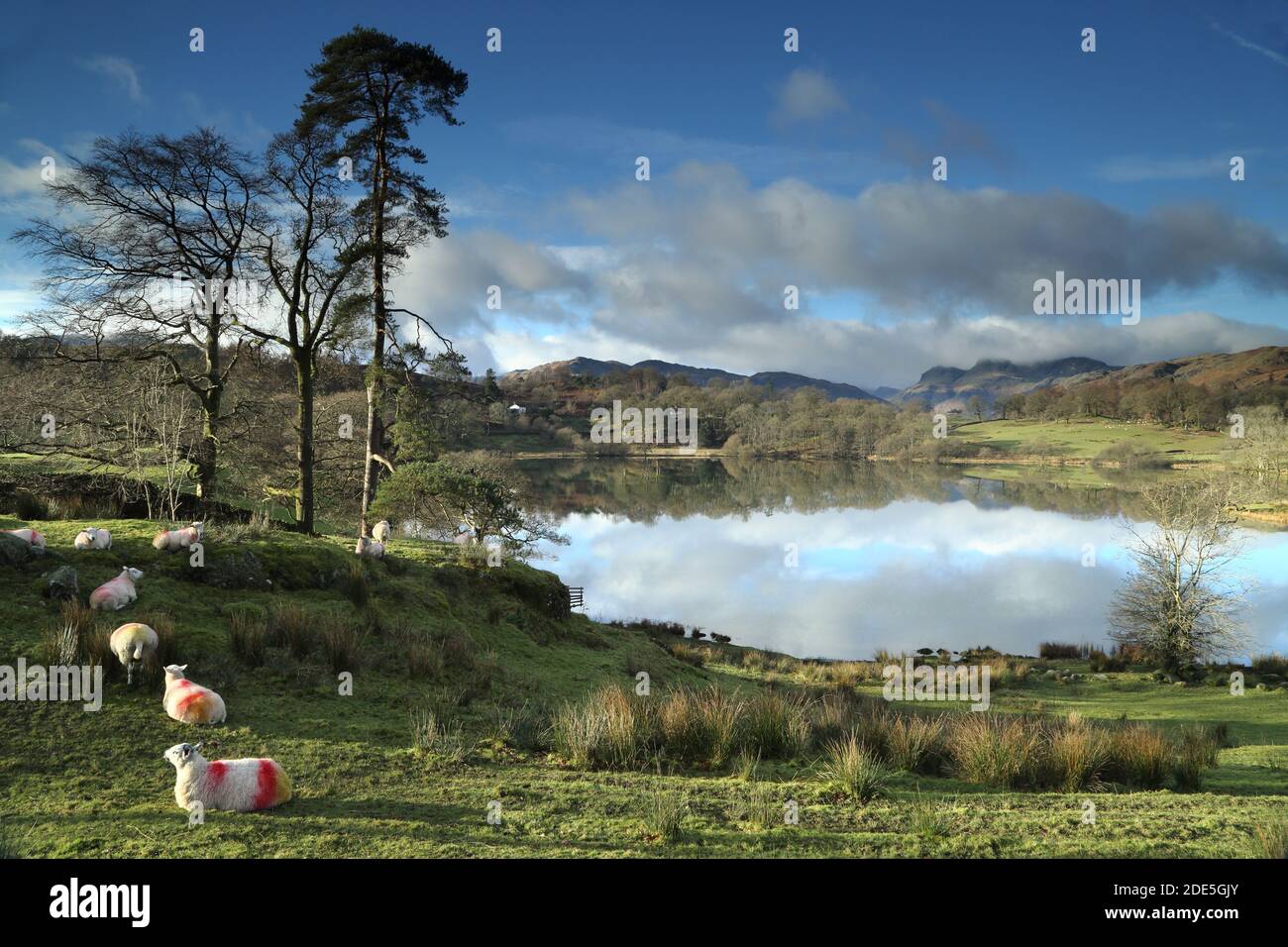 Loughrigg Tarn und Langdale Pikes aus Loughrigg Fell, English Lake District National Park, Großbritannien Stockfoto